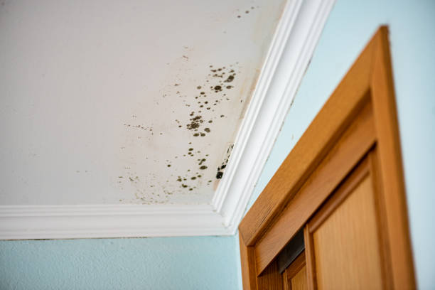 Attic Mold Removal in Plumas Lake, CA