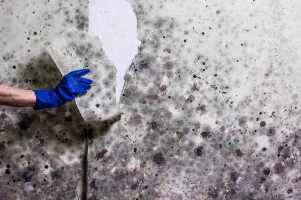 Best Mold Removal Company Near Me  in Plumas Lake, CA