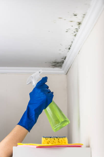 Best Toxic Mold Removal  in Plumas Lake, CA